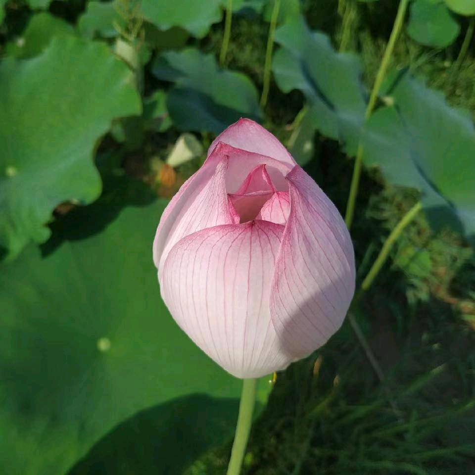 晓月