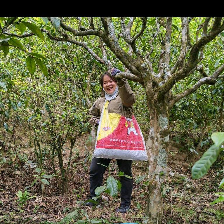 德昌号茶业专做古树头春