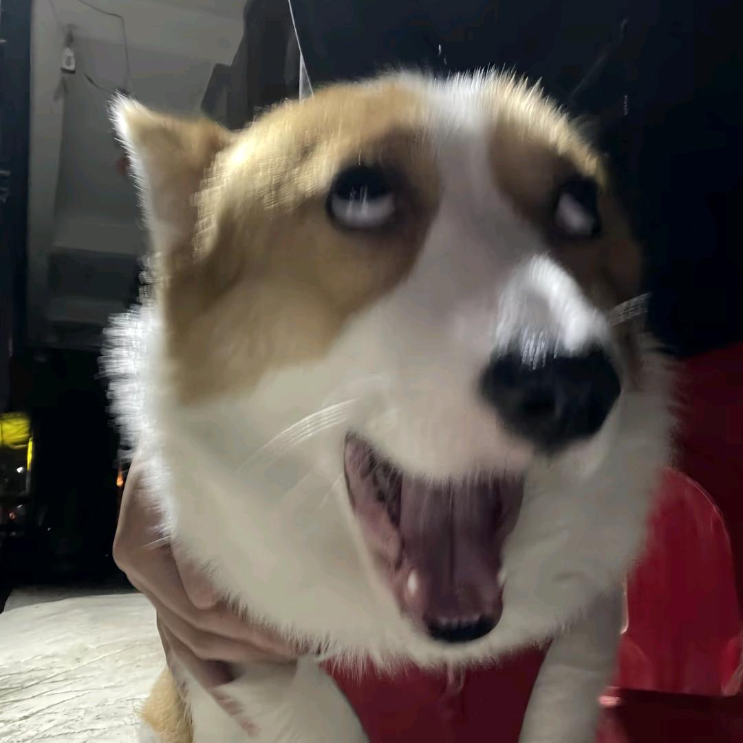 小小狗