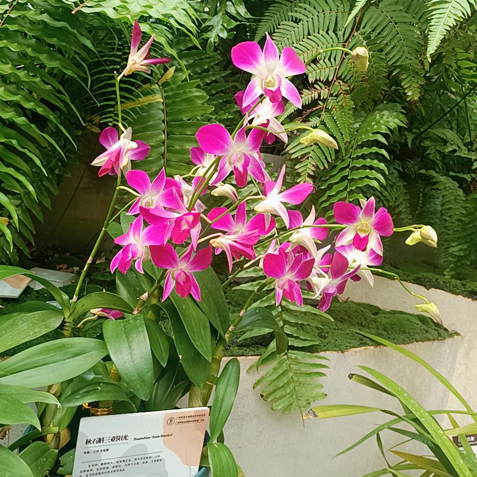 执☆念