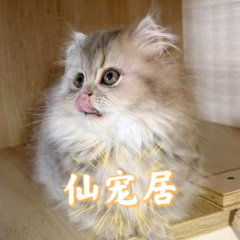 嘉善仙宠居名猫繁育