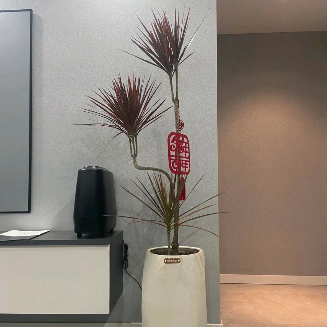 花枝艺绿植店