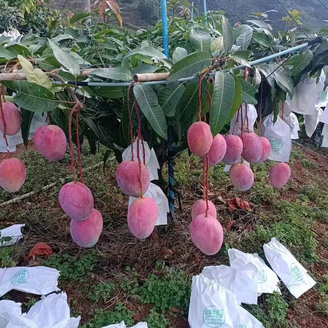 《限量版单身暖男你值得拥有》