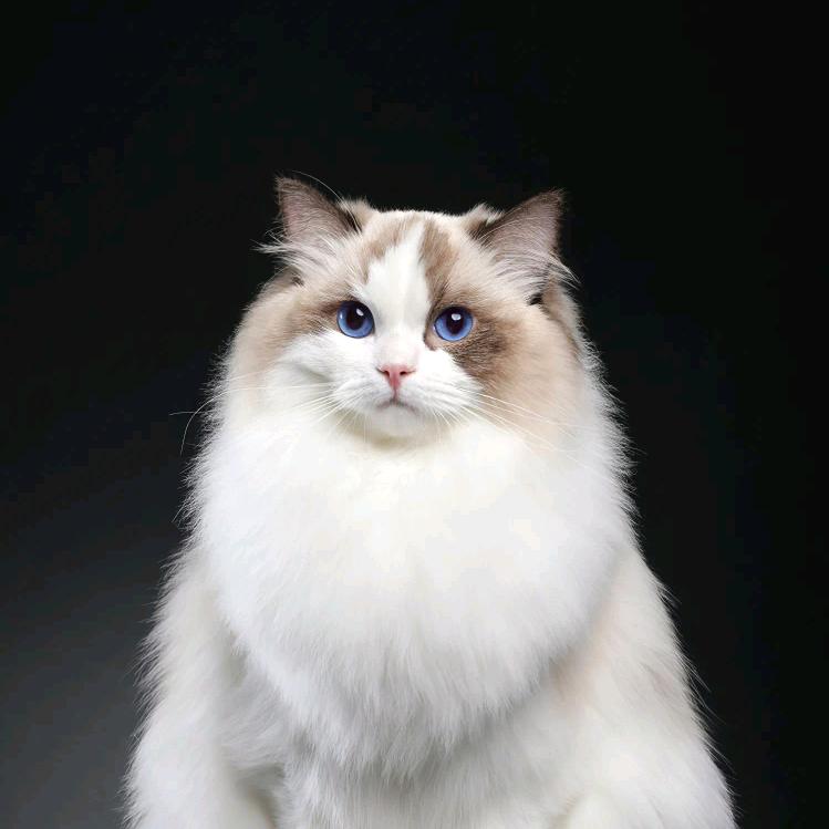 老猫要吃鱼
