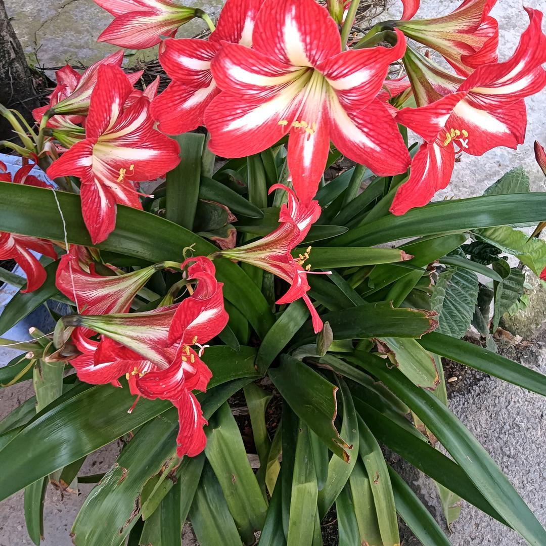 一帆冯顺