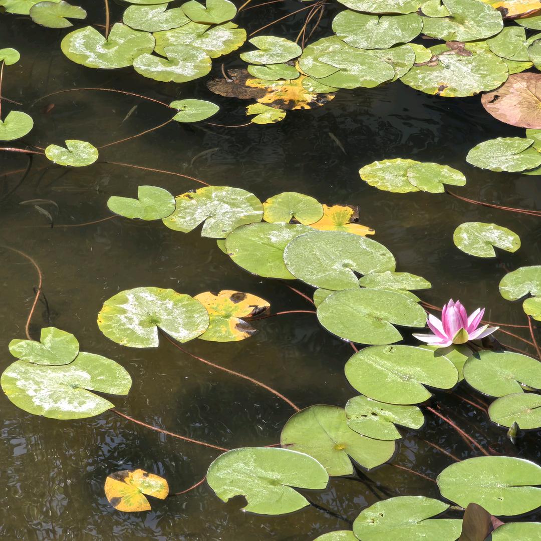 救一人，救世人