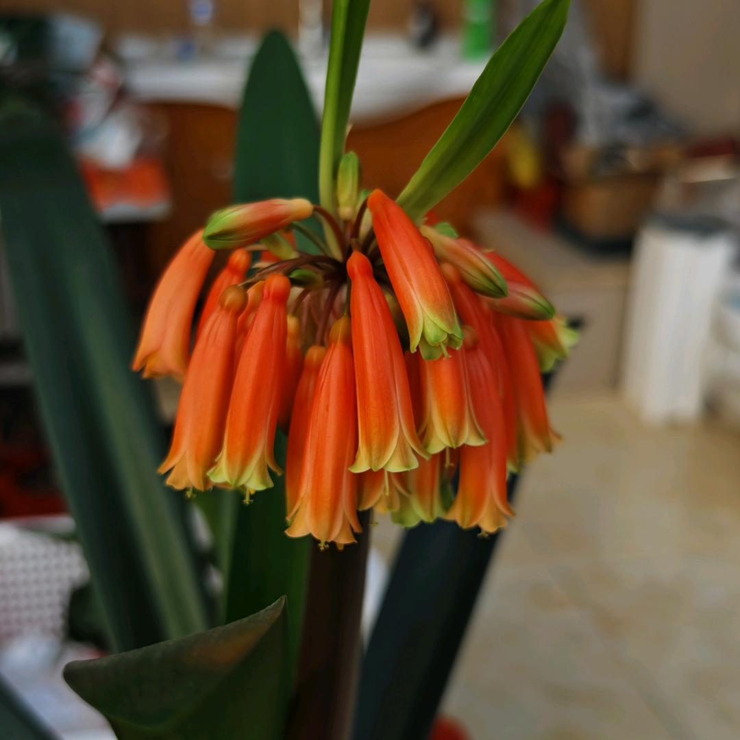 奇兰异彩君子兰实验室