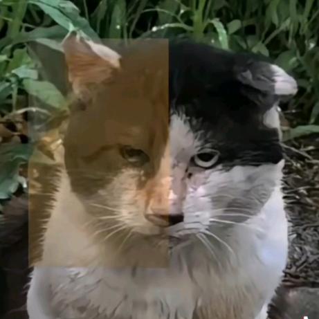 aaa哈基批发鱼安