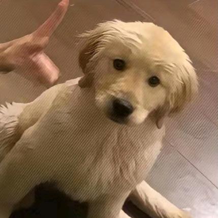 违