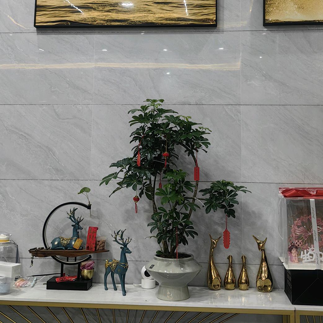 兴奕花卉