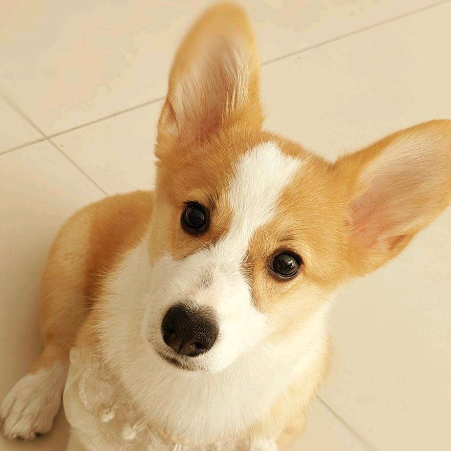 皮皮(柯基犬)的日常