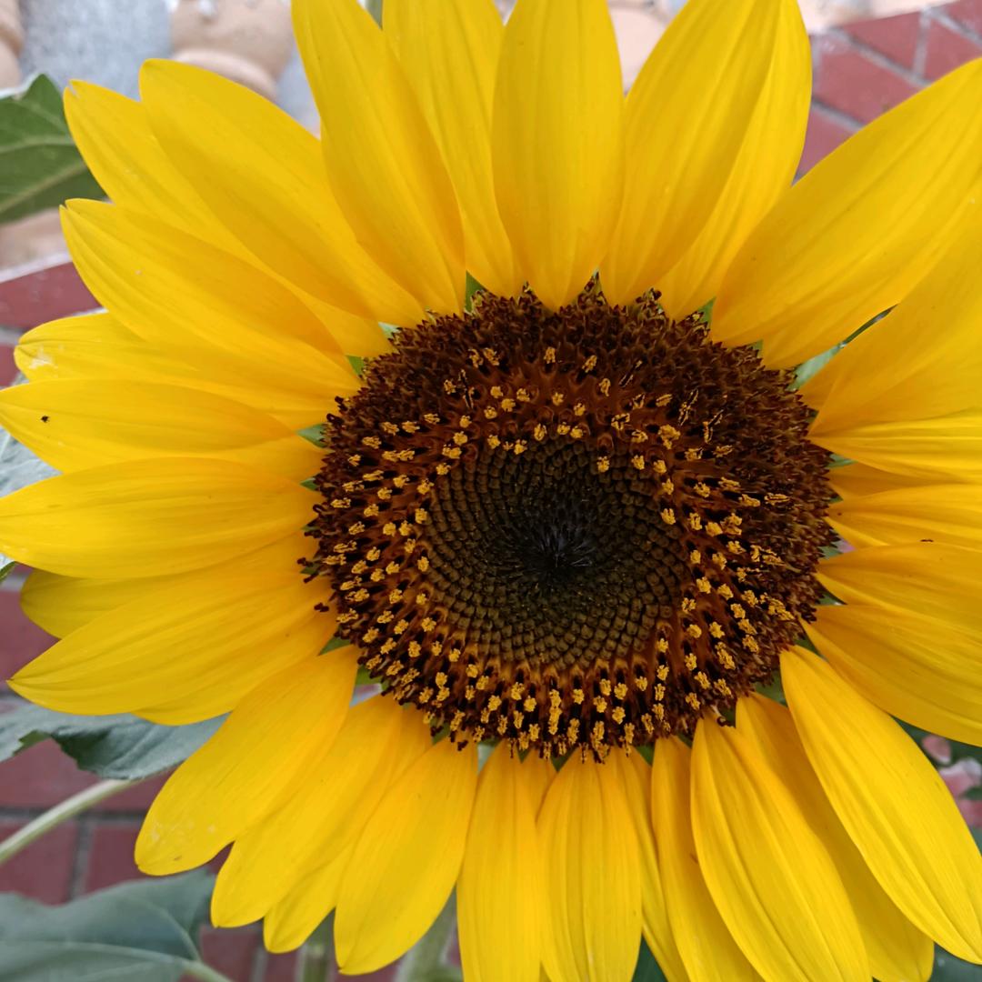 向日葵🌻的花语