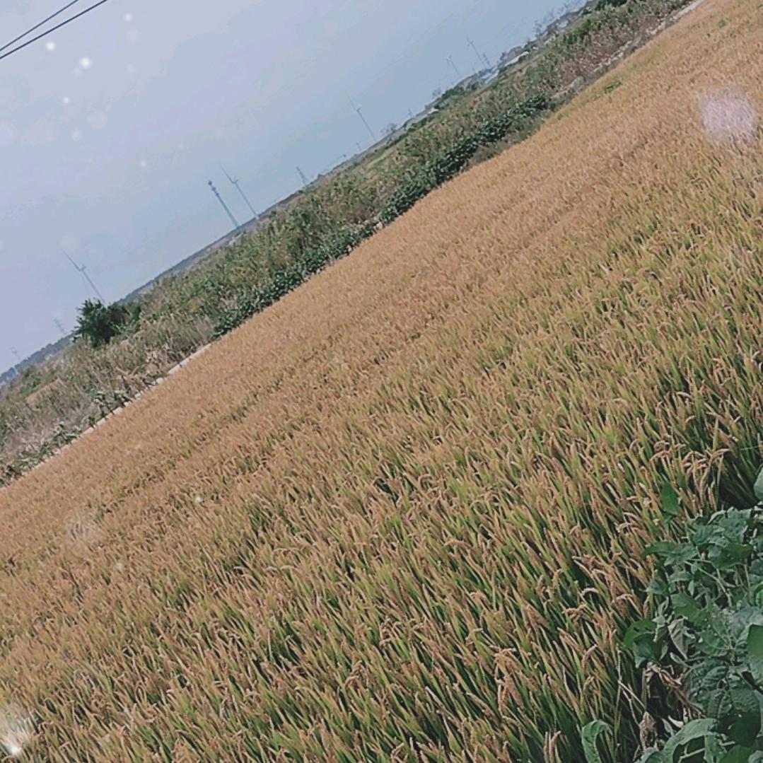 沙哑哥