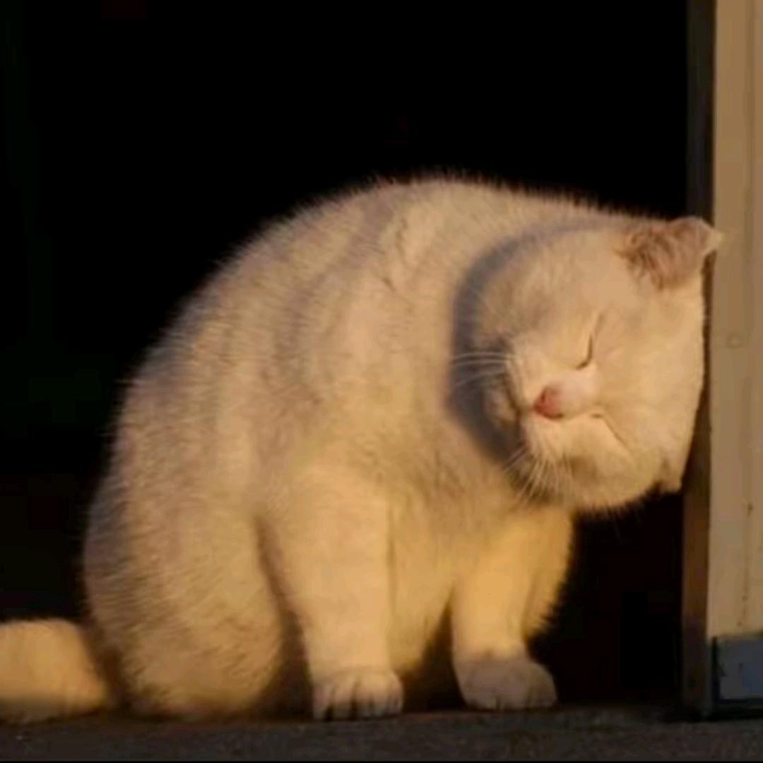 一只羊羊🐏🐏🐏🐏