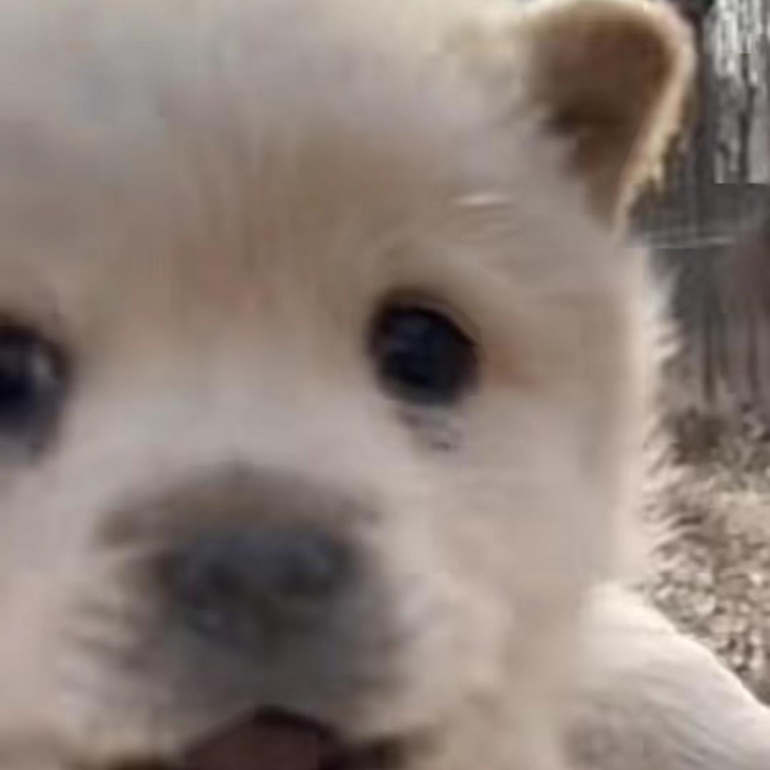 空心菜统治世界