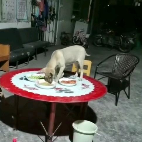 鸟飞蛋打