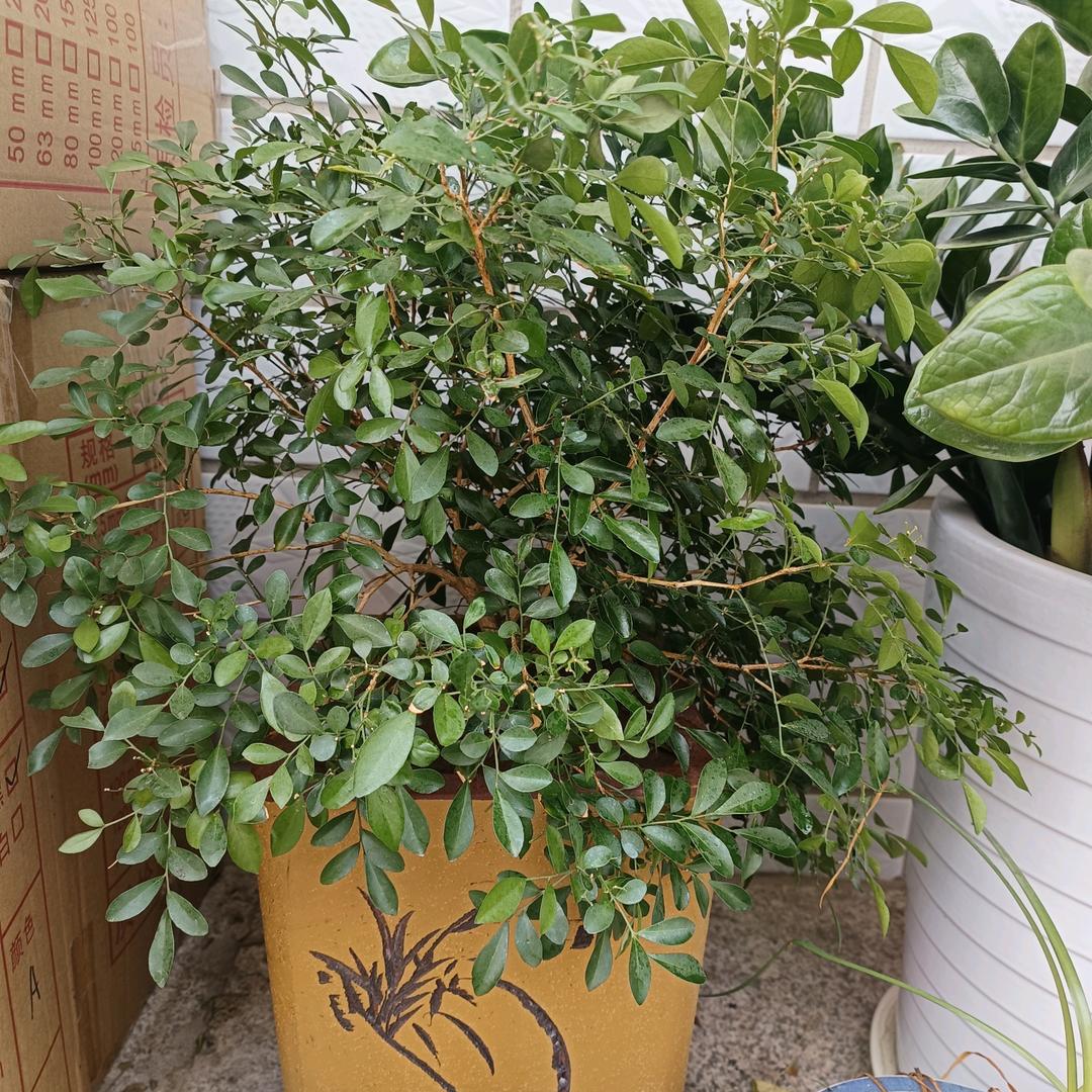 华子服装箱包辅料韦货