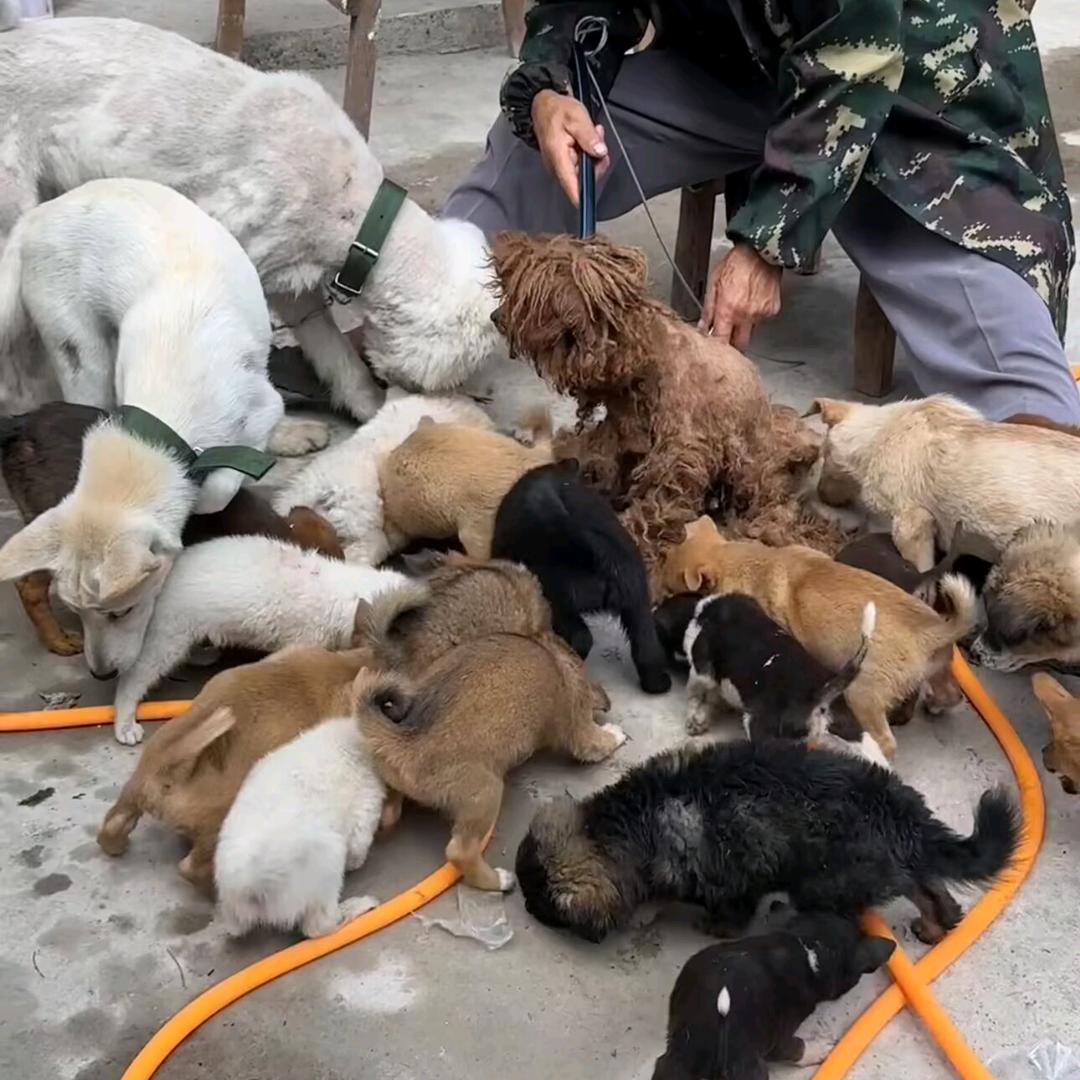 狗狗温馨家园