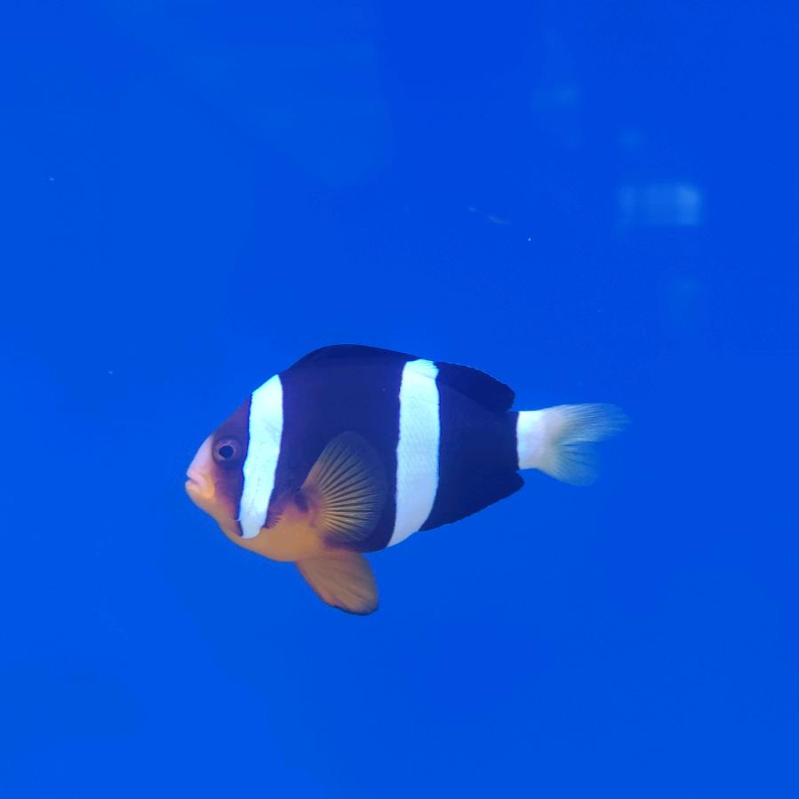 聚磷菌Paos