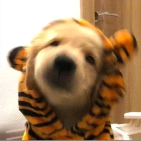 炸毛小狗（摆烂版）