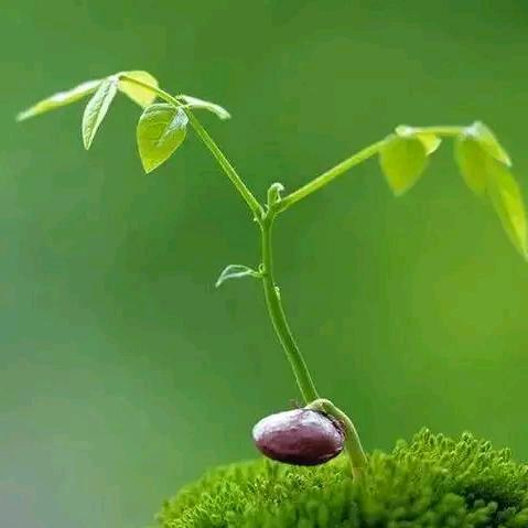 咖啡里的茶
