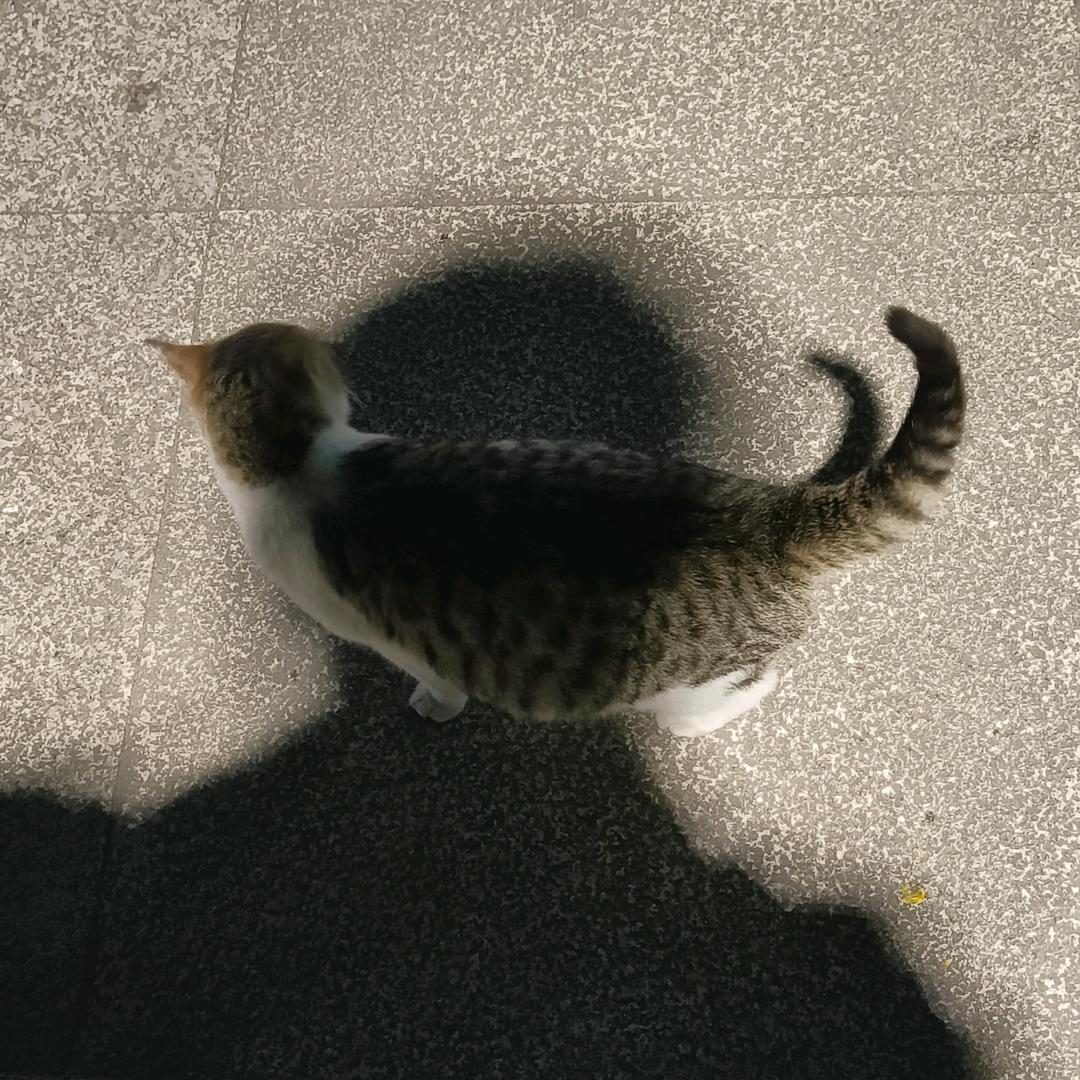 凌涛子