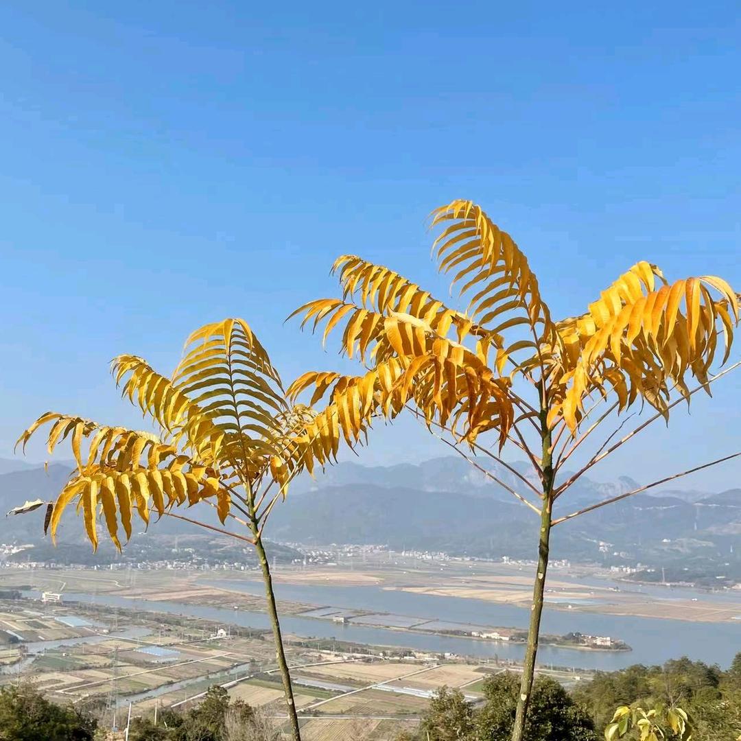 龙山一歌