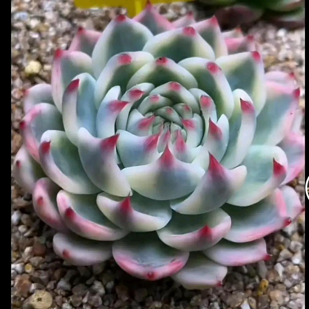 祥瑞