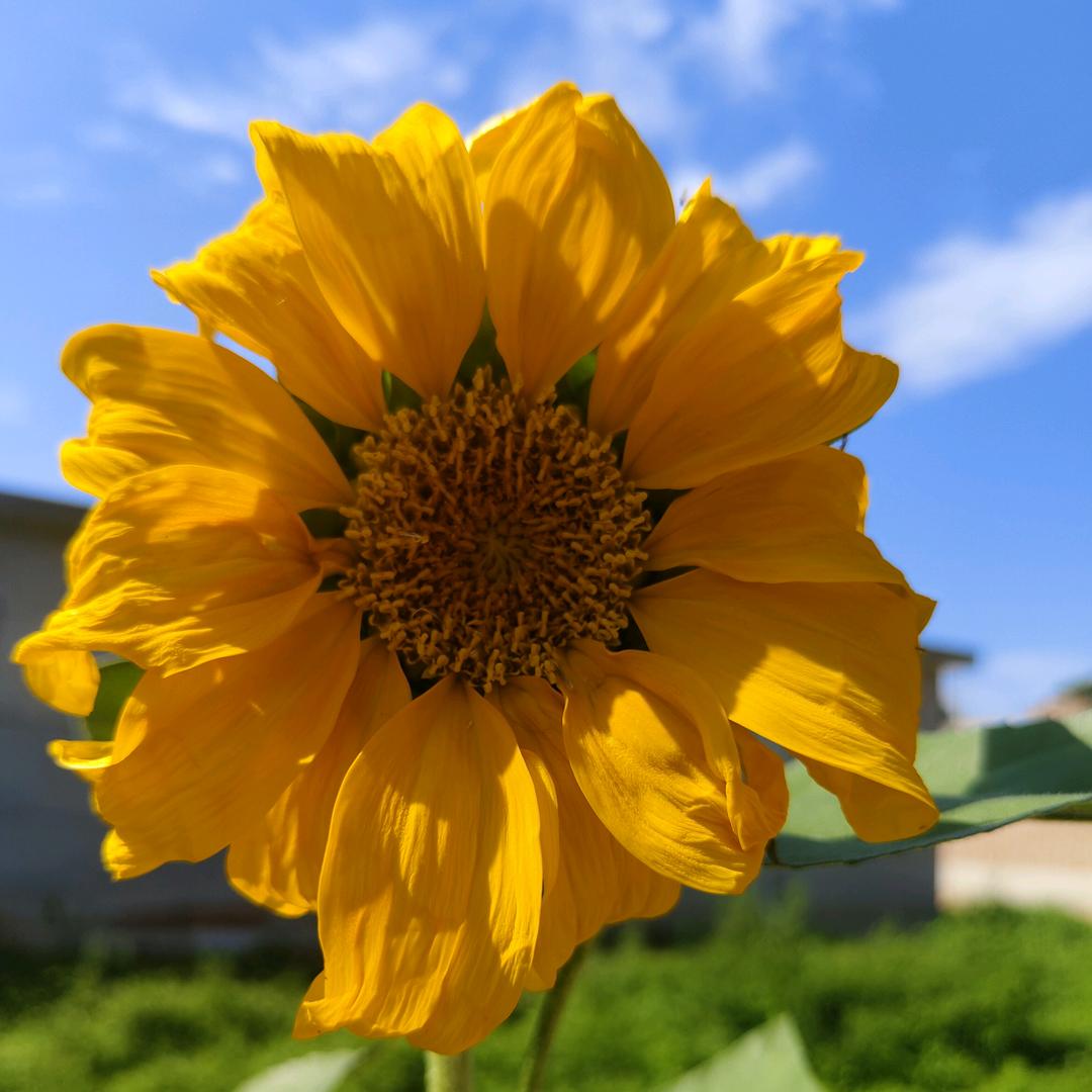 梦虽远，追则可达