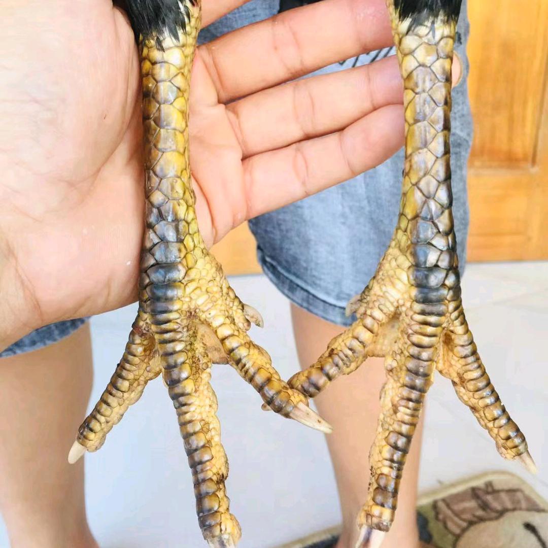 斗鸡