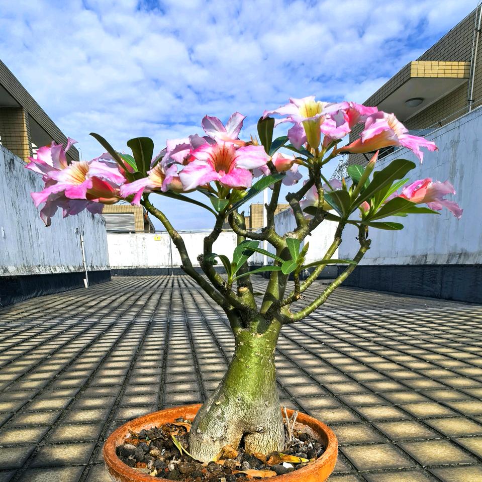 朝花夕拾🌸