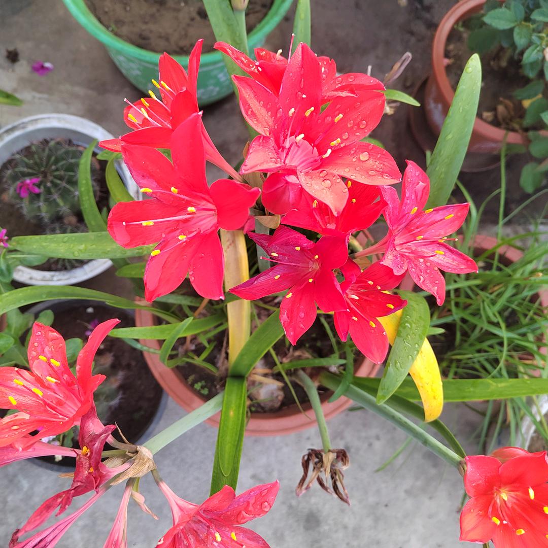平泉四哥/爆米花