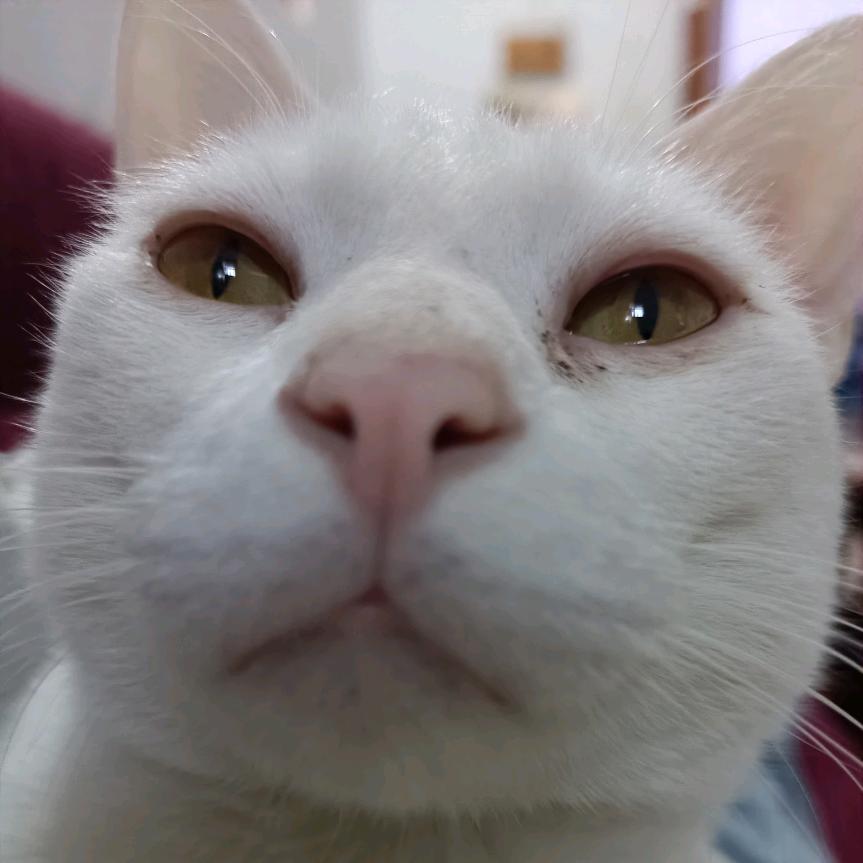 朝阳.