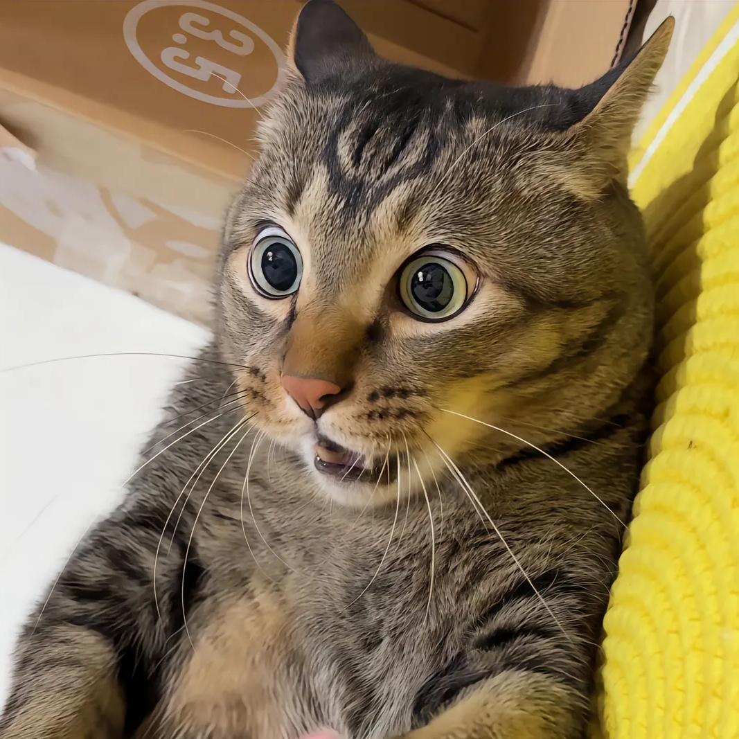 啊哦