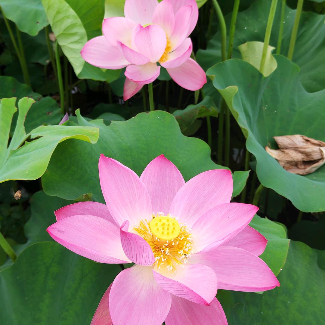 平平淡淡