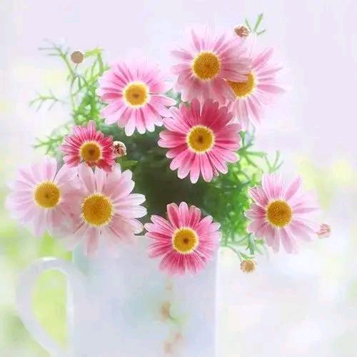 宁檬🌼