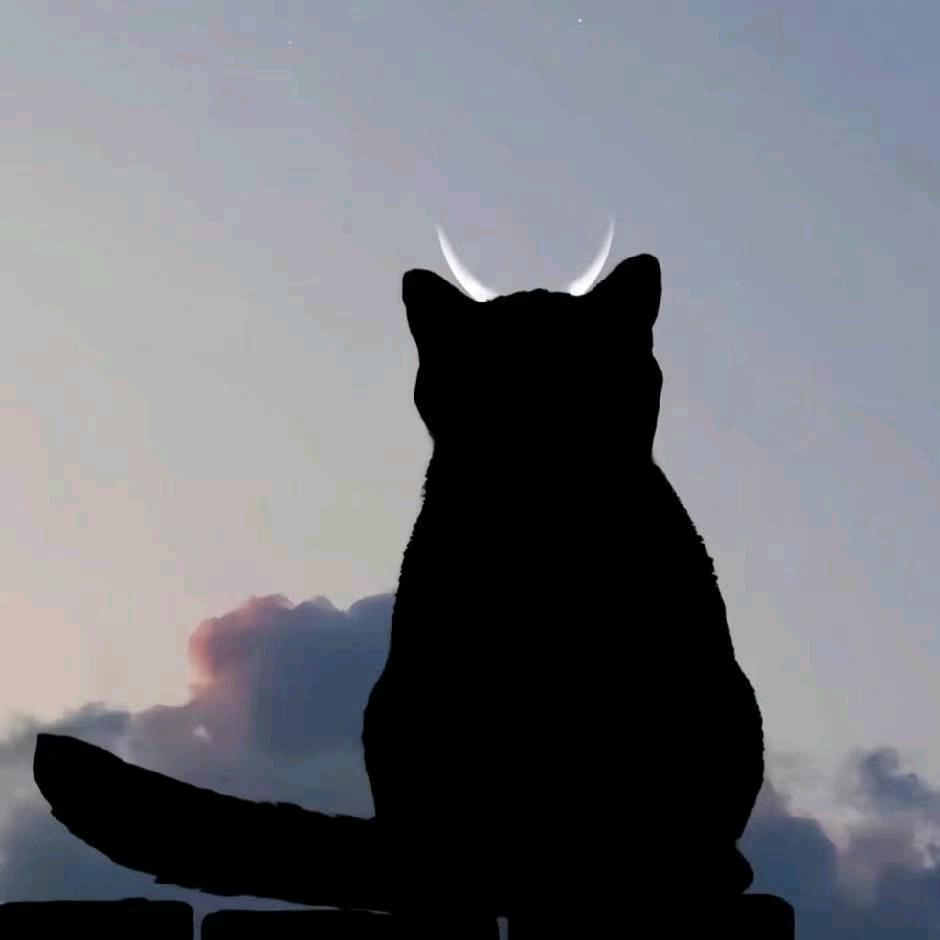 懒  猫🐱