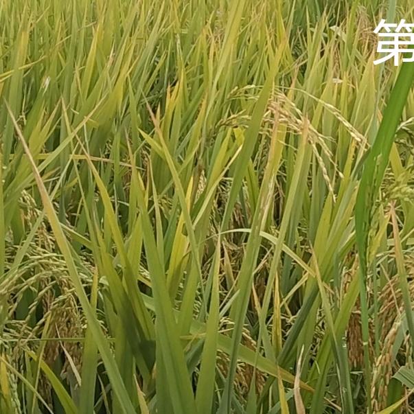 又欠一毛钱