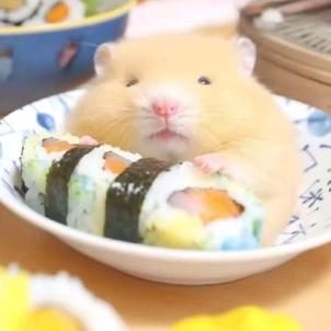 快乐鼠鼠。🐱