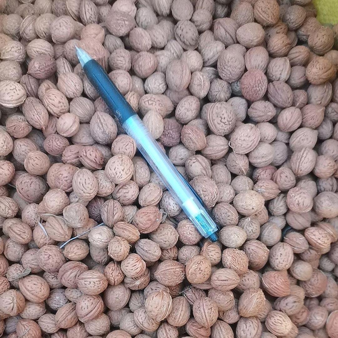 购销杂粮，高梁核桃，杏核酸枣，柴胡党参，