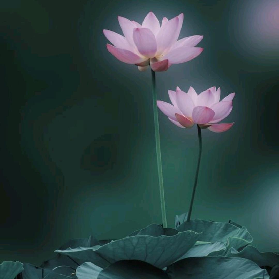 🙏🏻静心