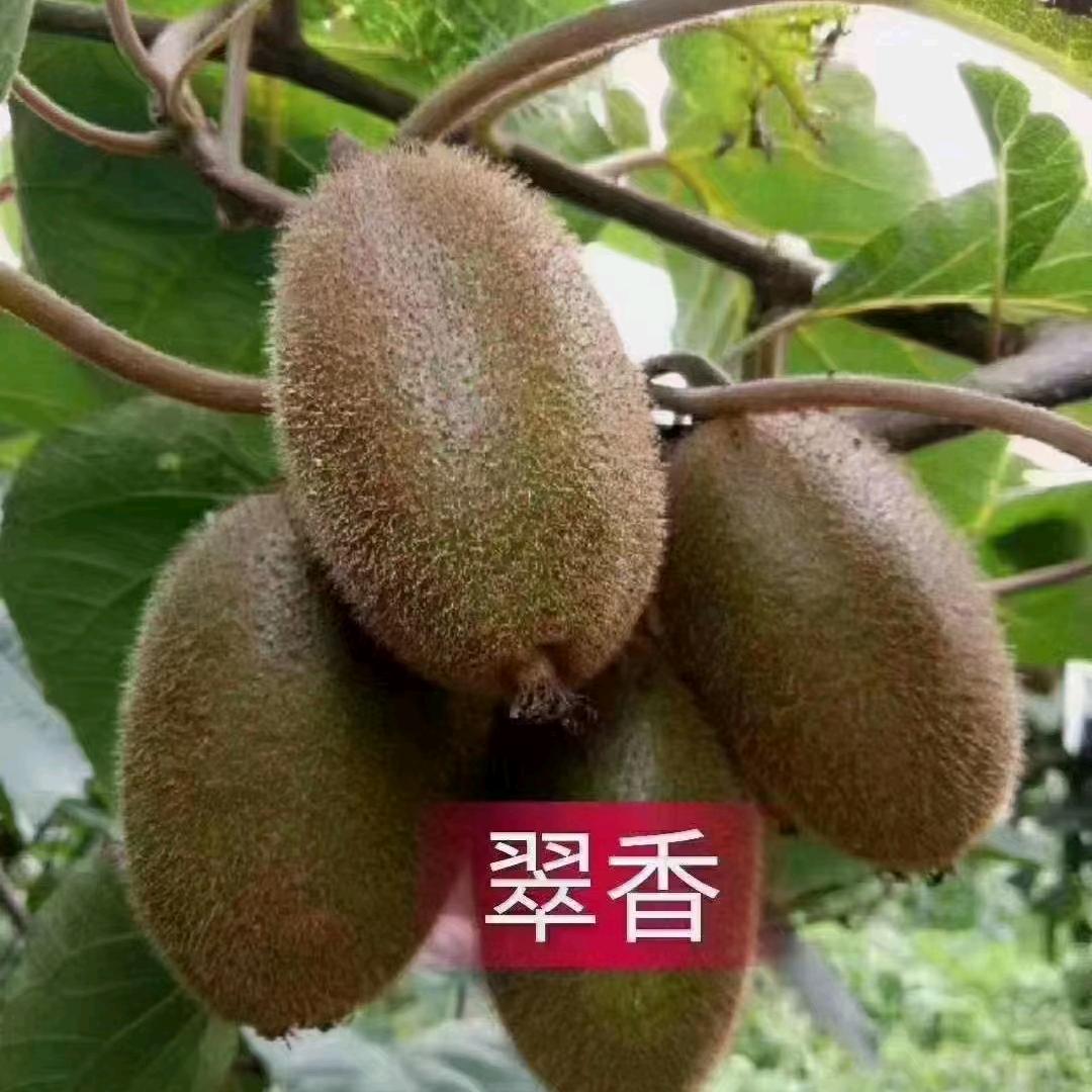 周至翠香猕猴桃，徐宁