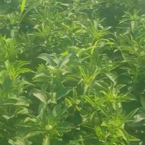 要做个坚强的女人