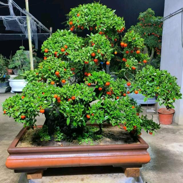 香草美人盆景园