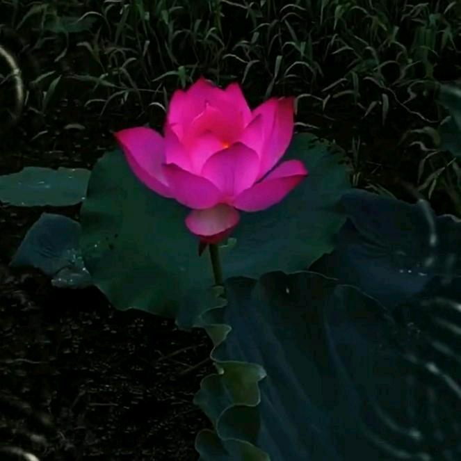 红莲