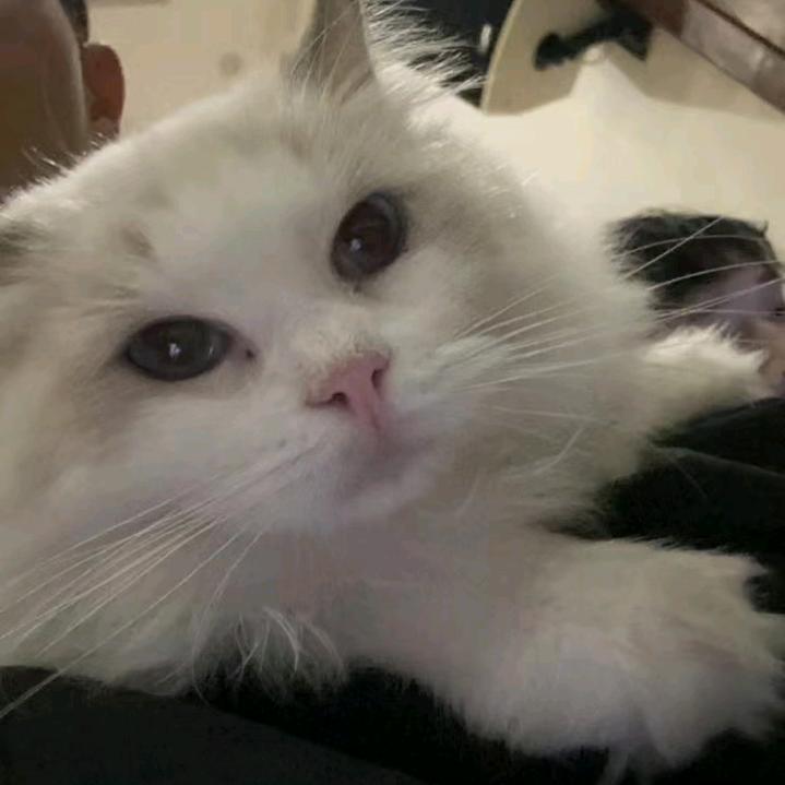 一条三文鱼🍣