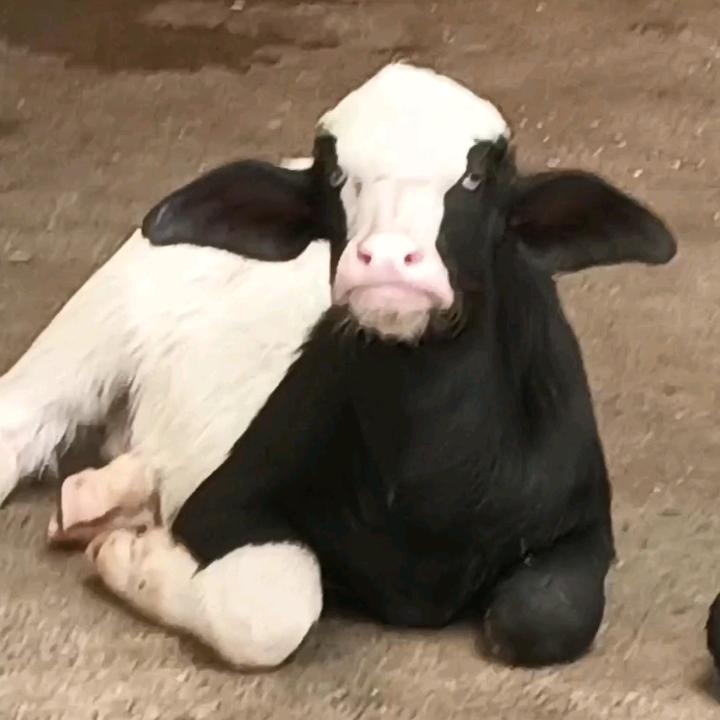 家醒养牛场