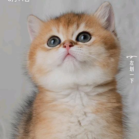 小隆（黑神话 悟空）