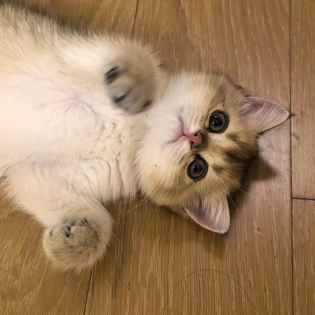 汉堡是只猫