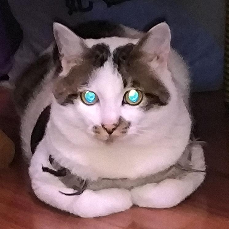 沉迷吸猫jio（求推荐呀）